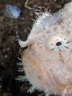 Antennarius hispidus (Hispid frogfish, Shaggy Frogfish - Hispid Anglerfisch)